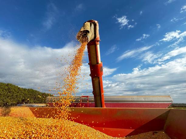 istock corn grains being harvested at corn harvest and falling in transport 2153732285