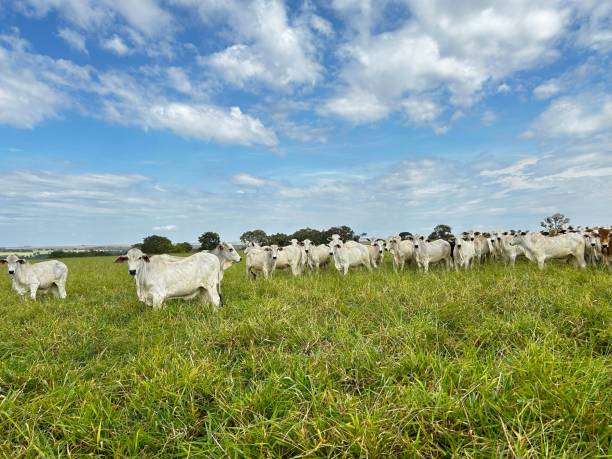 istock herd beef cattle on pasture in a beautiful landscape background. Intensive Brazil grass project 2153732288