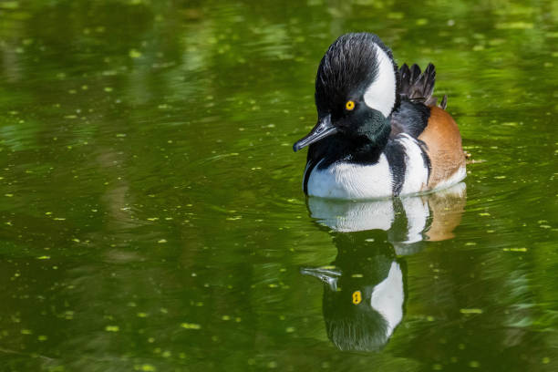 Hooded Merganser Drake
