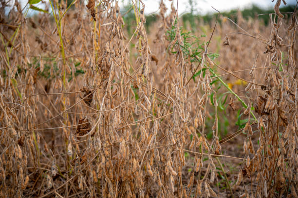 istock Soybean plantation at harvest point 2153732380