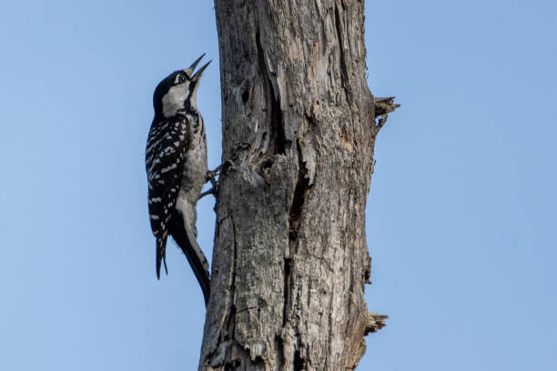 Rare and endangered red-cockaded woodpecker.