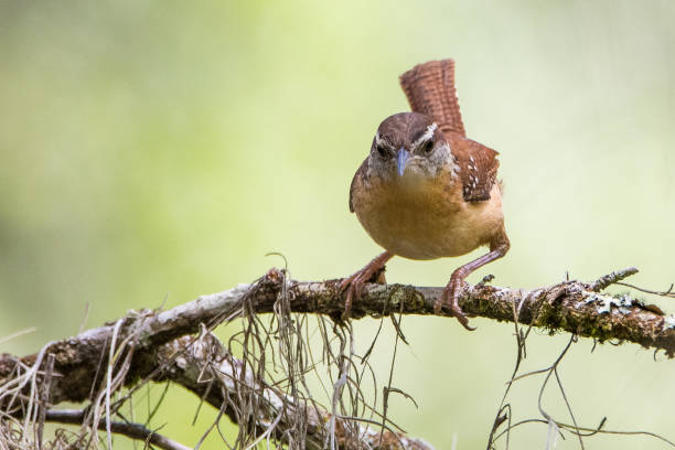 Carolina Wren perched on a branch with a defocused, bokeh background looking at camera.