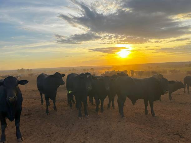 istock feedlot intensive production system beef cattle. Wonderful afternoon sunshine ranch 2153732619