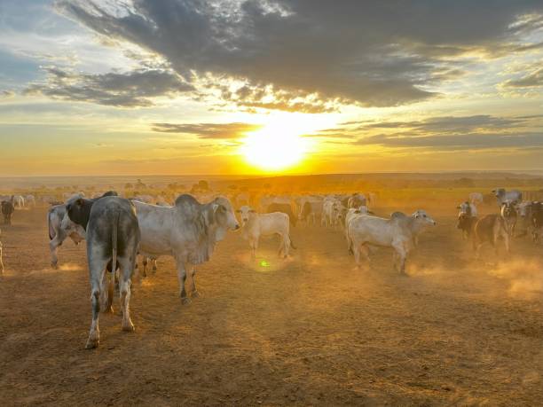istock feedlot intensive production system beef cattle. Wonderful afternoon sunshine ranch 2153732661