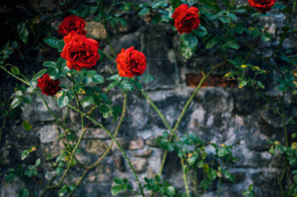 red rose blossom on green
