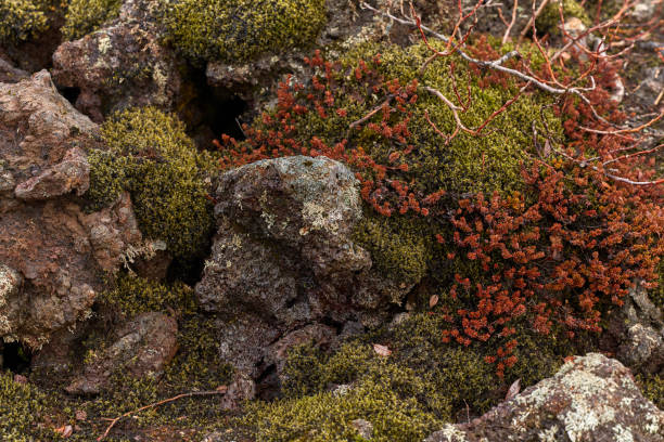 Moss and flowers on volcanic stone from Iceland