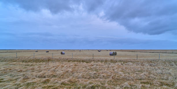Grass field in Iceland with cloudy day