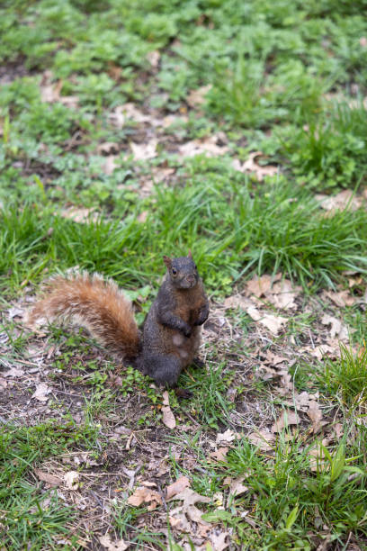 Central Park Squirrel New York City