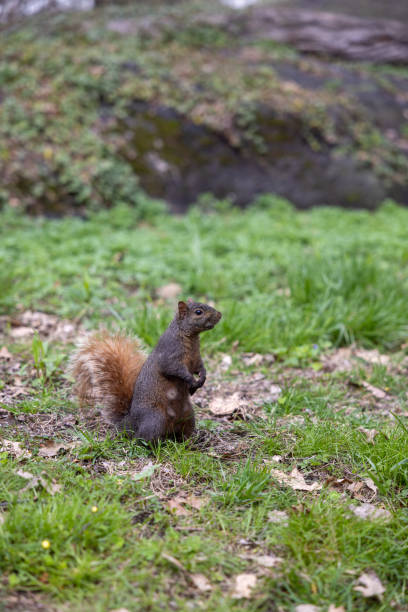 istock Central Park Squirrel New York City 2153737626
