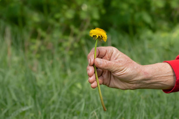 istock Yellow dandelion flowers.Spring dandelion flowering. 2153738154
