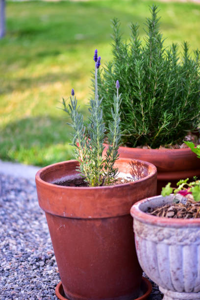 istock Growing Herbs in Garden Containers 2153738528