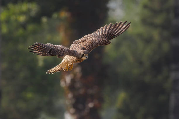istock Eurasian Kestrel bird 2153740423