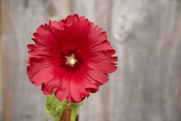 Close Up of Red Hollyhock with Selective Focus
