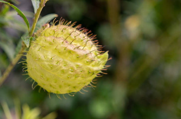 Close Up of Swan Plant Pod in Garden with Selective Focus