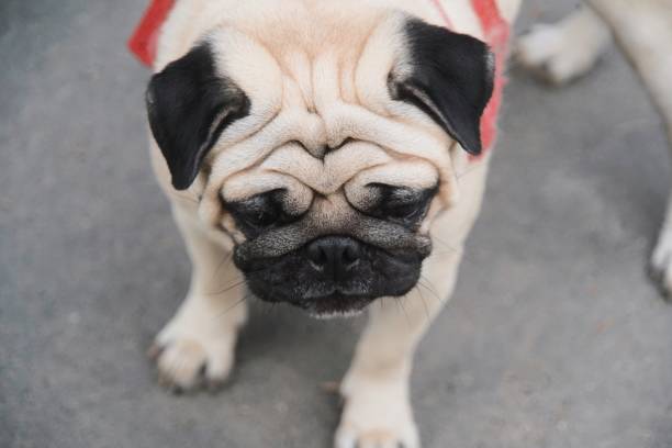 Senior old pug sitting on the floor at home