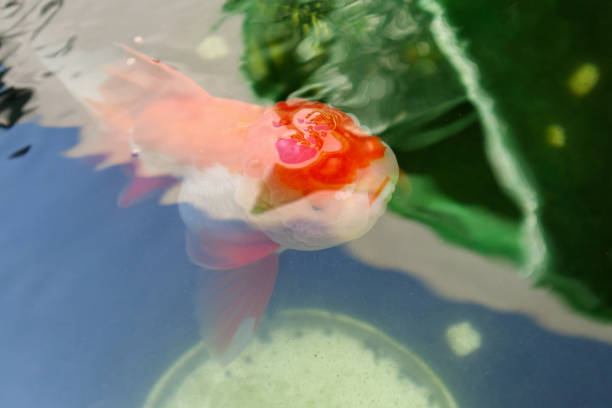 Goldfish in aquarium fish pond close up