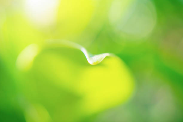 Natural plant green leaf in garden with bokeh background