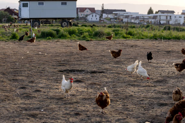 Brown free-range chickens on the ground in Austria