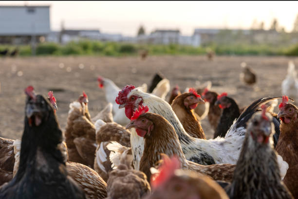 Brown free-range chickens on the ground in Austria