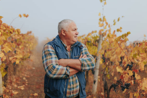 istock Harvest Ready Senior Farmer Agronomist in Autumn Vineyard Setting. 2153742053