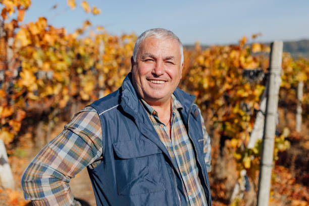 istock Harvest Elegance Skilled Winemaker Surveys Grapes in Autumn Vineyard 2153742055