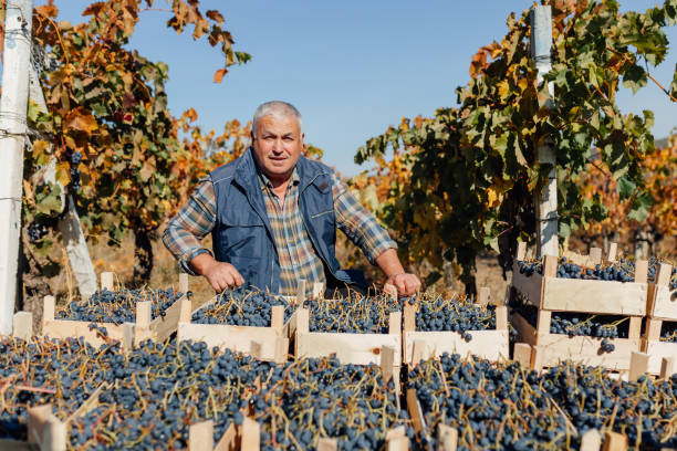istock Seasoned Expert Winemaking Artistry in Autumn Vineyard 2153742071