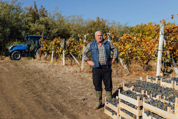 istock Senior Winemaker Harvest Autumn Vineyard Scene 2153742083
