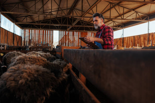 istock Senior farmer checking sheep count in a barn. 2153742416
