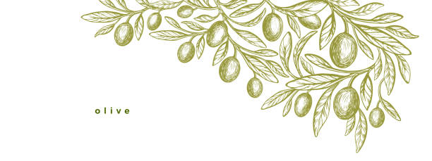 cabang zaitun, buah hijau. tanaman yunani. minyak aroma - pohon zaitun ilustrasi stok