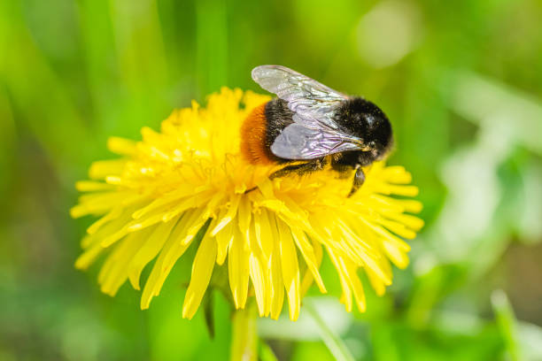 istock Bee on flower. Yellow dandelion. 2153744167