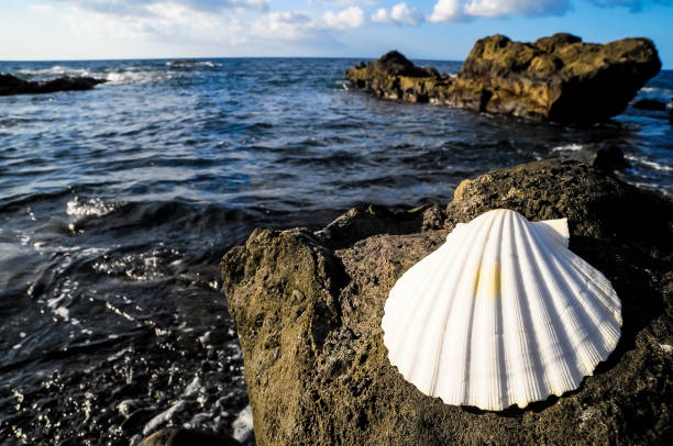 istock A white seashell is sitting on a rock near the ocean 2153744174