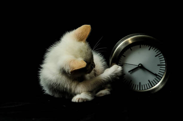 A kitten is playing with a clock that is set to the time of 11:00. The kitten is curled up and he is sleeping