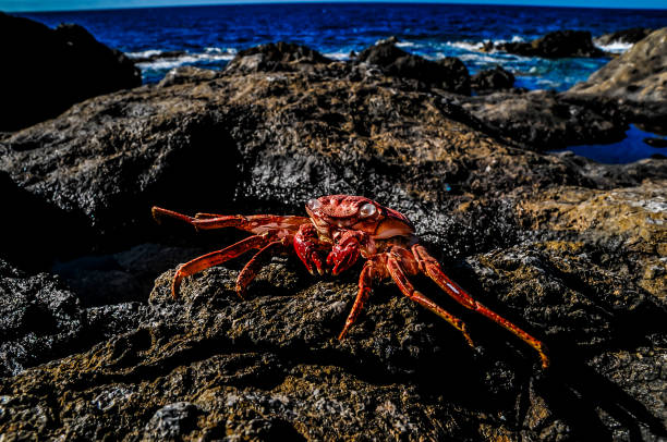 istock A crab is laying on a rock by the ocean 2153744251