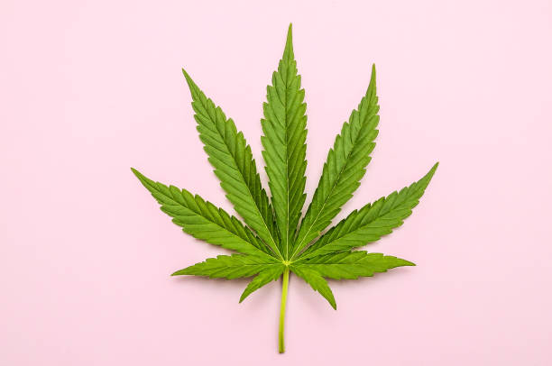 istock A leaf of a marijuana plant is shown on a pink background 2153744255