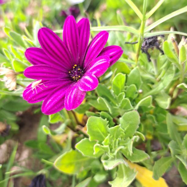 istock Violets  flower from montazah garden 2153744553