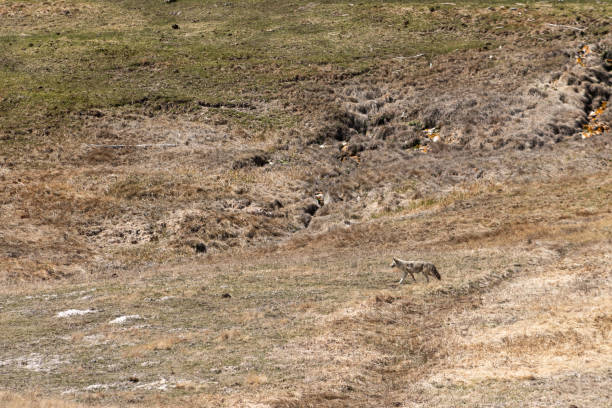 istock Coyote in Camouflage 2153745427
