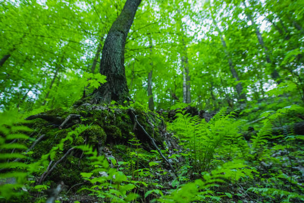 istock Nature conservation concept. Forest. Summer nature. Sustainability. 2153745664