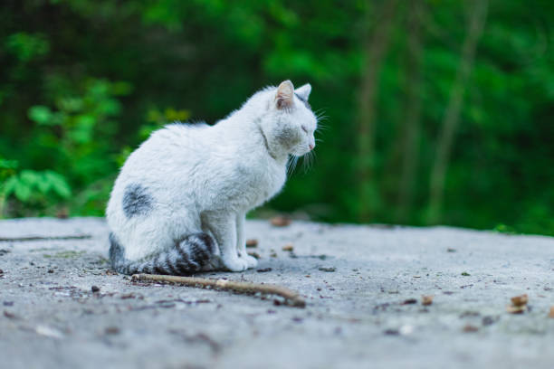 White cat.