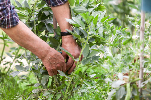 istock Older man's hands picking broad beans from the plant. 2153746387