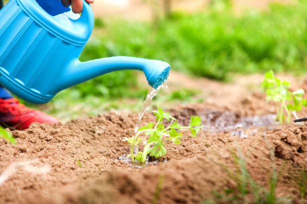 istock A person is watering a plant with a blue watering can 2153746539