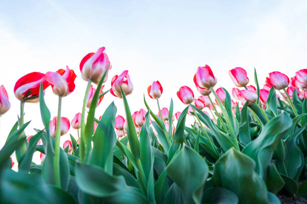 istock Beautiful tulips are in full bloom 2153746661