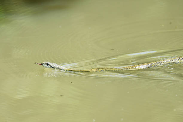 istock Blue general swimming on the water surface 2153746983