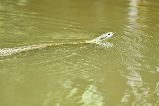 It is a snake that represents Japan.