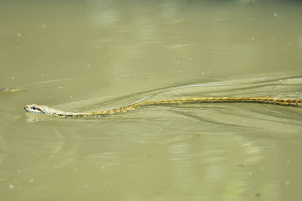 istock Blue general swimming on the water surface 2153747020