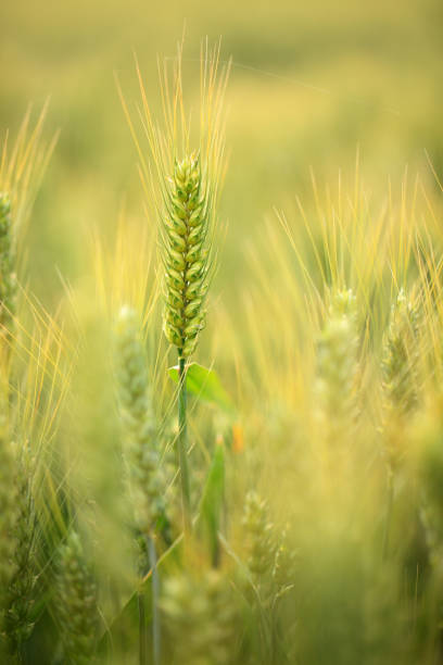 istock The wheat fields are under the blue sky and white clouds 2153747426