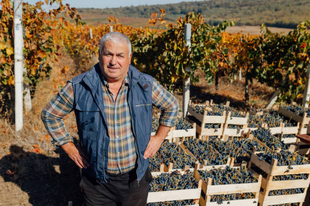 istock Autumn Harvest Portrait Senior Winemaker's Expertise 2153748084