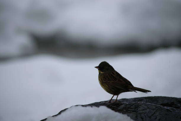 Yellowhammer Emberiza citrinella sitting on a branch