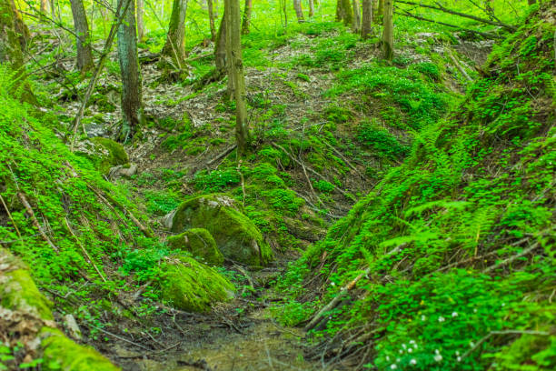 Hill in the forest.