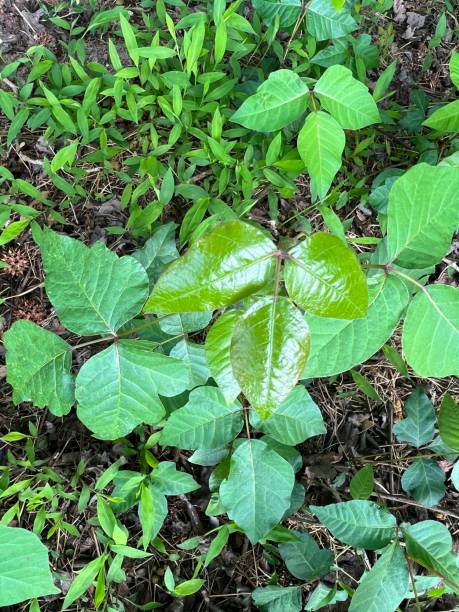 istock Close up of poison ivy 2153749802