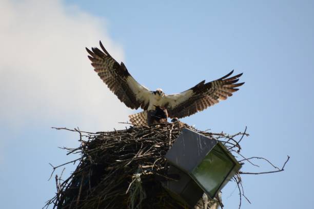 istock Mother Osprey bird with wings spread returns to her nest to feed her chicks. 2153753769